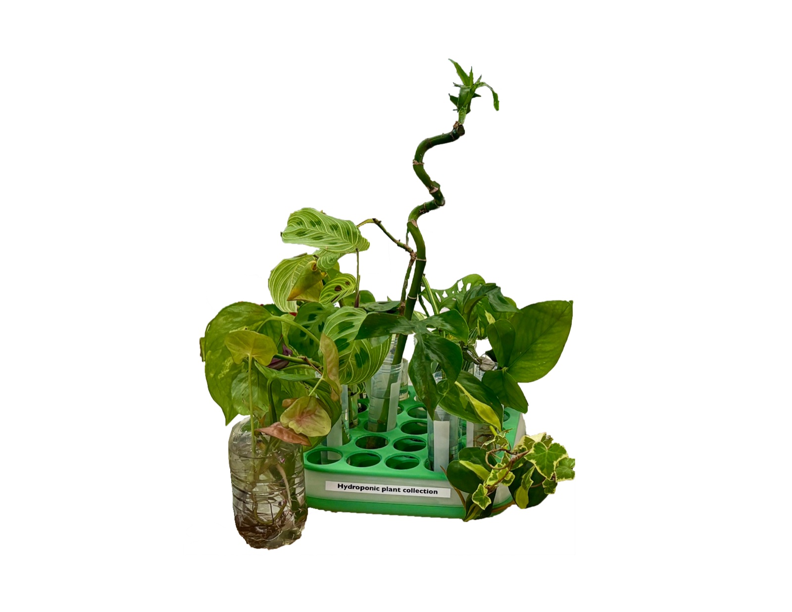 Custom hydroponic plant rack — Maranta, Syngonium, Hedera and other species hosted side-by-side for cell-species characterisation