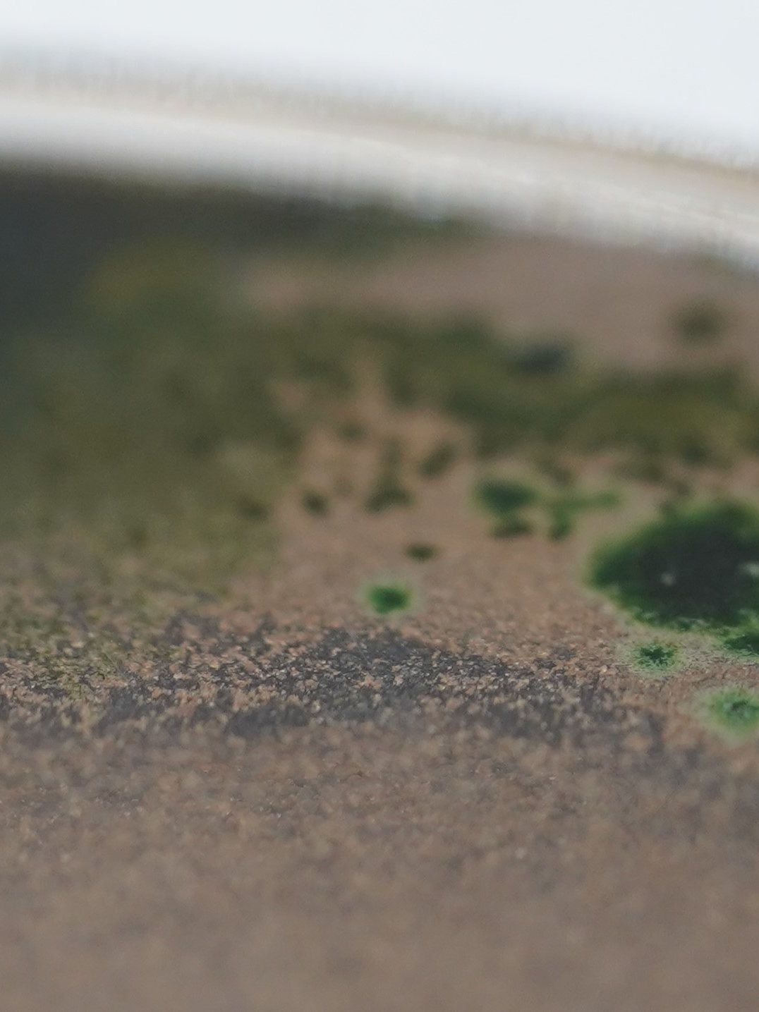 Close-up of Nostoc commune colonising a clay substrate — green filaments and early colonies across a brown surface