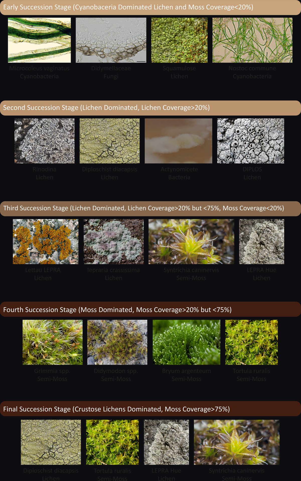 Five-stage BSC succession chart — early cyanobacterial dominance through lichen, moss and mature crust